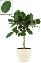 Ficus Benghalensis ‘Audrey’ in ELHO Brussels Round (soap) ↨ 90cm - planten - binnenplanten - buitenplanten - tuinplanten - potplanten - hangplanten - plantenbak - bomen - plantensp