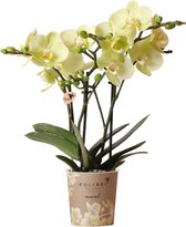 Kolibri Orchids | gele Phalaenopsis orchidee - 34cm hoog - potmaat Ø9cm| bloeiende kamerplant - vers van de kweker