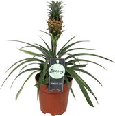 Breasy Ananasplant | anti-snurk plant | 1 stuks | Ø 13cm |  35-40 cm
