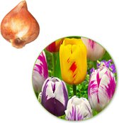 20x Tulpen - Tulipa - Mix 'Rembrandt' - 20 bollen