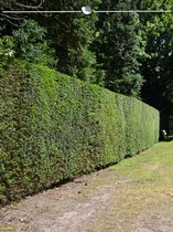 Venijnboom Taxus baccata 160-180 cm, 18x Haagplant