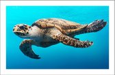 Walljar - Schildpad - Dieren poster