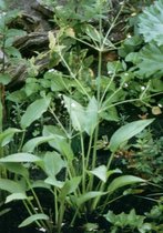 Waterweegbree (Alisma plantago Aquatica) - Vijverplant - 3 losse planten - Om zelf op te potten - Vijverplanten webshop