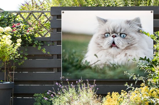 Tuinposter 120x90 cm - Tuindecoratie Grijze Perzische kat met lichtblauwe ogen - Poster voor in de tuin - Buiten decoratie - Schutting tuinschilderij - Tuindoek muurdecoratie - Wanddecoratie balkondoek