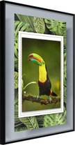 Toucan in the Frame