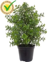Eucalyptus kunstplant 30 cm UV in pot - 100% Tevredenheidsgarantie