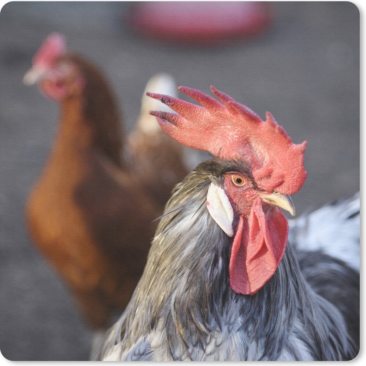 Rode hanenkam op het hoofd van deze haan | bol.com