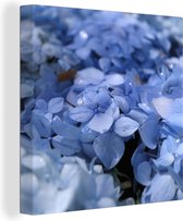 Canvas Schilderij Blauwe hortensia's met waterdruppels - 50x50 cm - Wanddecoratie