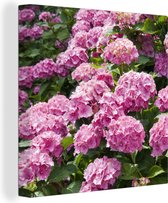 Canvas Schilderij roze hortensia's in de zomer - 50x50 cm - Wanddecoratie