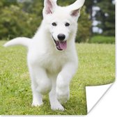 Poster De puppy van een witte Duitse herder - 75x75 cm