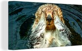 Canvas Schilderij Otter ligt in het water - 80x40 cm - Wanddecoratie