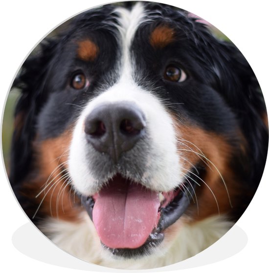 WallCircle - Cercle mural ⌀ 90 - Vue de face de la tête du Bouvier Berner - Tableaux ronds salon - Plaque murale ronde - Décoration murale cercle - Décoration chambre intérieure - Décoration murale murale cercle mural - Accessoires de maison