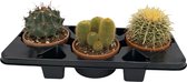 Cactussen van Botanicly – 3 × Cactus mix – Hoogte: 20 cm