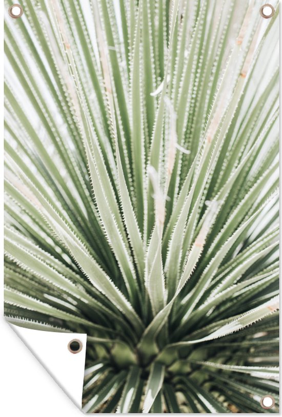 Muurdecoratie Planten - Vetplant - Agave - 120x180 cm - Tuinposter - Tuindoek - Buitenposter