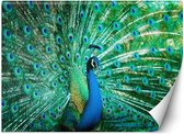Trend24 - Behang - Kleurrijke Pauw - Behangpapier - Fotobehang Dieren - Behang Woonkamer - 250x175 cm - Incl. behanglijm