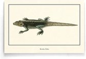 Walljar - Agama Atra - Dieren poster