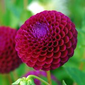 Dahlia Downham Royal