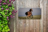 Tuinposter Dieren - Paarden - Veulen - 80x40 cm - Wanddecoratie Buiten - Tuinposter - Tuindoek - Schuttingposter - Tuinschilderij