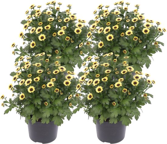 ZynesFlora | Chrysabella Yin Yang - 4 Stuks - Potchrysant - Ø 12 cm - ↕ Hoogte: 25 cm – Chrysant - Tuinplant - Terrasplant - Kamerplant - Geel/zwart