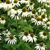 50 x Echinacea purpurea 'White Swan' - Witte Zonnehoed in 9x9cm pot