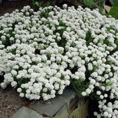 12 x Iberis sempervirens - Scheefkelk in 9x9cm pot met hoogte 5-10cm