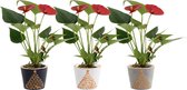 Bloemen van Botanicly – 3 × Flamingoplant – Hoogte: 18 cm – Anthurium