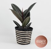 Kamerplant van Botanicly – Rubberboom – Hoogte: 40 cm – Ficus elastica Abidjan