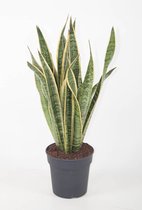 Kamerplant van Botanicly – Vrouwentongen – Hoogte: 65 cm – Sansevieria Laurentii