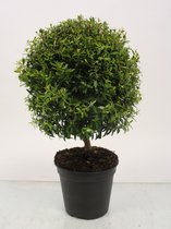 Boom van Botanicly – Myrtus communis – Hoogte: 30 cm