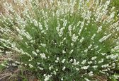 6x Lavendel (Lavandula angustifolia 'Edelweiss') - P9 pot (9x9)