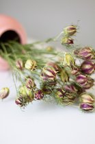 Droogbloemen - Nigella damasca  - juffertje-in-‘t-groen