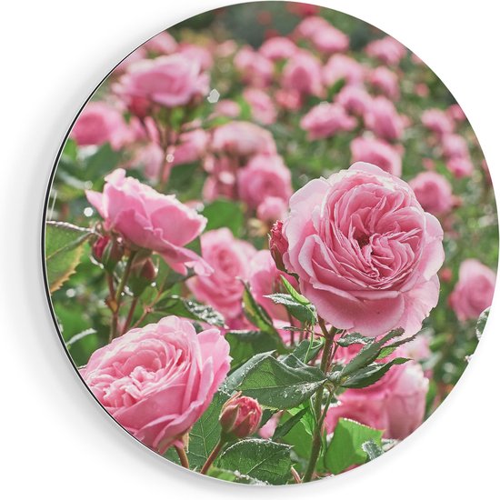 Artaza Cercle mural Dibond Champ de fleurs de roses roses - Ø 80 cm - Groot - Cercle mural - Tableau rond - Pour intérieur et extérieur