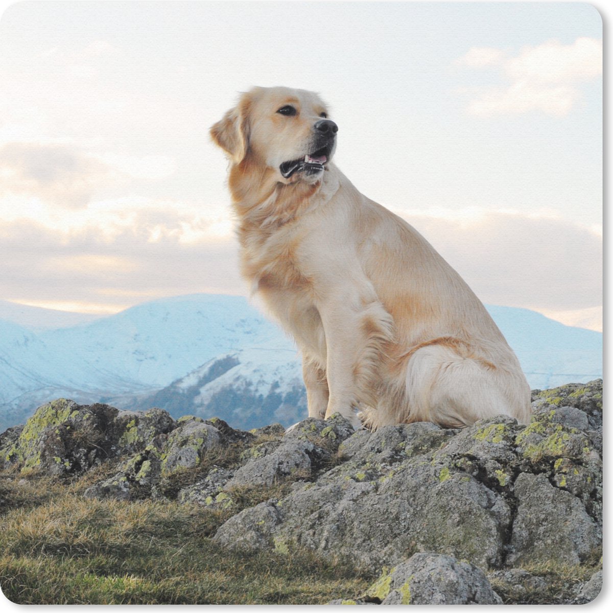 Muismat 30x30 cm - Mousepad Een golden retriever zit op de rotsen - Muismatten
