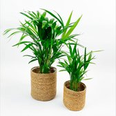 2x Areca - Dypsis lutescens incl. siermand - Luchtzuiverende kamerplanten - Kamerpalmen - ↑ 40-45cm & 55-65cm - MICA potten Ø 13cm & 18cm