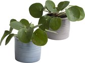 Duo Pannenkoekplant in keramiek - Hoogte ↕ 12cm - Pot ∅ 10cm