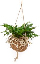 Kokodama Humata - Hoogte ↕ 30cm - Pot ∅ 17cm