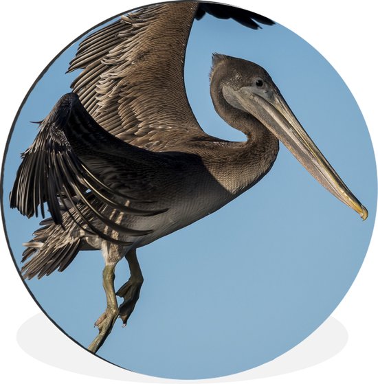 WallCircle - Wandcirkel - Muurcirkel - Een bruine pelikaan vliegt in de blauwe lucht - Aluminium - Dibond - ⌀ 30 cm - Binnen en Buiten