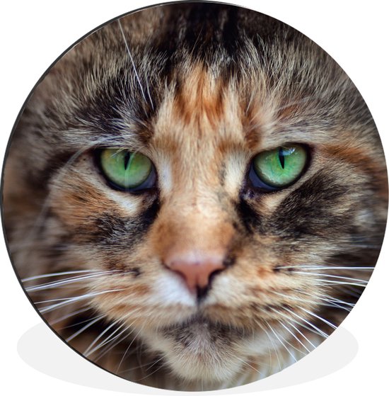 WallCircle - Wandcirkel - Muurcirkel - Maine Coon kat met groene ogen - Aluminium - Dibond - ⌀ 30 cm - Binnen en Buiten