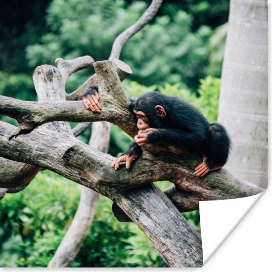 Poster Jonge chimpansee in de jungle - 100x100 cm XXL