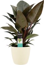 FloriaFor - Philodendron Congo Rojo In ELHO Sierpot Brussels (soap) - - ↨ 70cm - ⌀ 20cm