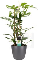 FloriaFor - Philodendron Minima In ELHO Sierpot Brussels (antraciet) - - ↨ 70cm - ⌀ 20cm