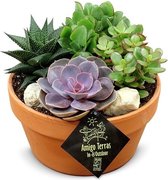 FloriaFor - Terracotta Schaal Met Vetplanten - - ↨ 21cm - ⌀ 21cm
