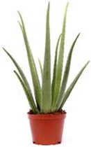 FloriaFor - Aloe Vera - - ↨ 65cm - ⌀ 25cm