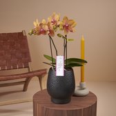 Mymonro Bronzer orchidee oranje in Abruzzo zwarte pot | Ø 12 cm | ↕ 35-45 cm