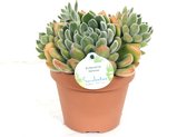 Cactus van Botanicly – Echeveria Setosa – Hoogte: 25 cm