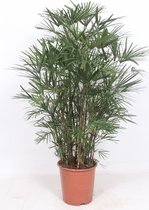 Kamerplant van Botanicly – Bamboepalm – Hoogte: 110 cm – Rhapis humilis