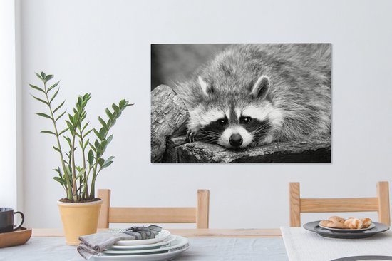 Tableau Peinture Raton Laveur Couché - noir et blanc - 90x60 cm - Décoration murale