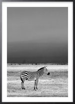Poster Met Zwarte Lijst - Wilde Zebra Poster
