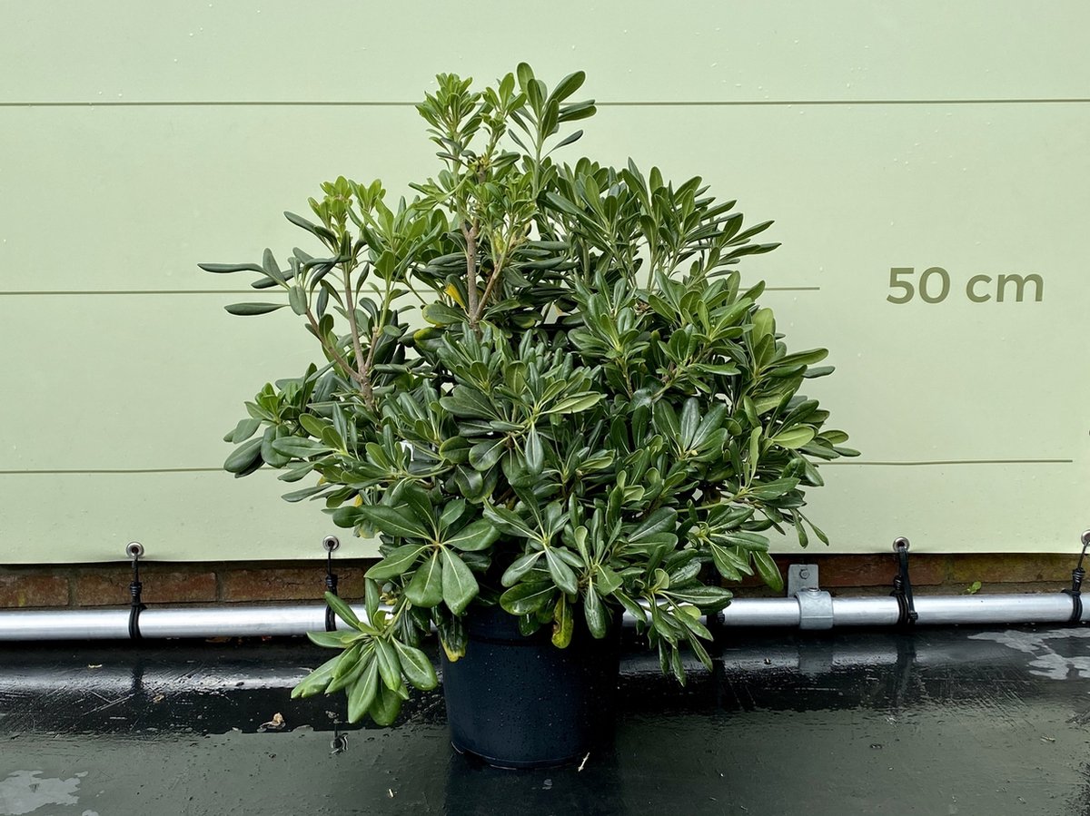 Australische Laurier - Pittosporum Tobiara - Winterhard - Pot ⌀ 18cm - Hoogte 40-50cm