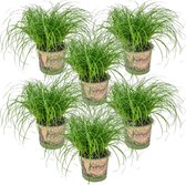 6x Cyperus 'Zumula' - Kattengras - Kamerplant - Huisdiervriendelijk - ⌀12 cm - 20-25 cm